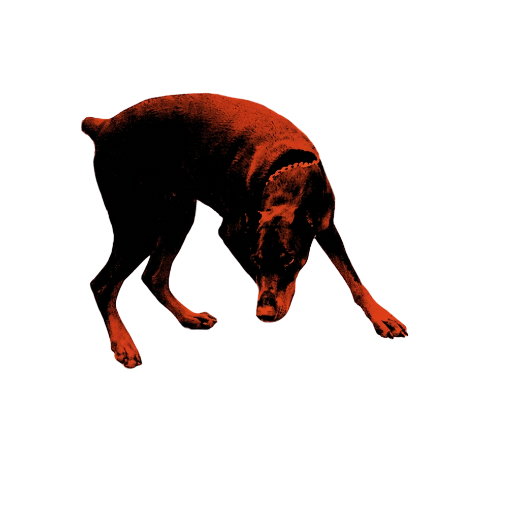 STOP LETTING DOGS "SAY HI"